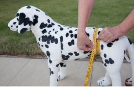Nature-Pet-Tragehilfe-Hund-hinten-ausmessen