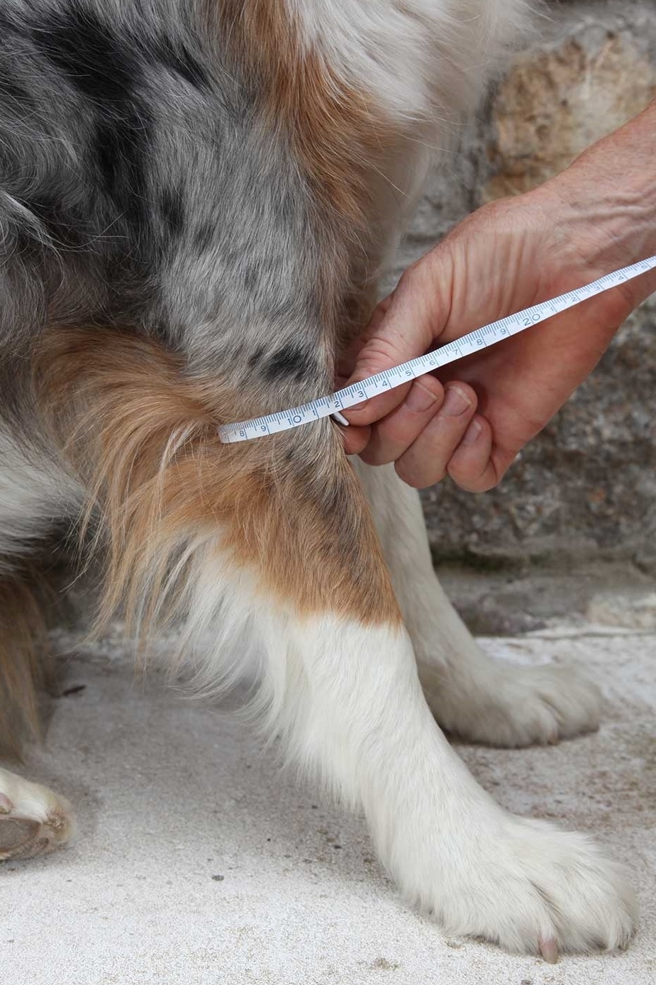 Nature-Pet-Hund-Ellbogenbandage-Hund-ausmessen